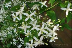 Clematis smilacifolia